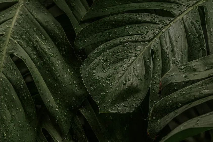 Green leaf desktop background wallpaper. poster detail