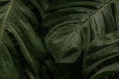 Green leaf desktop background wallpaper. poster