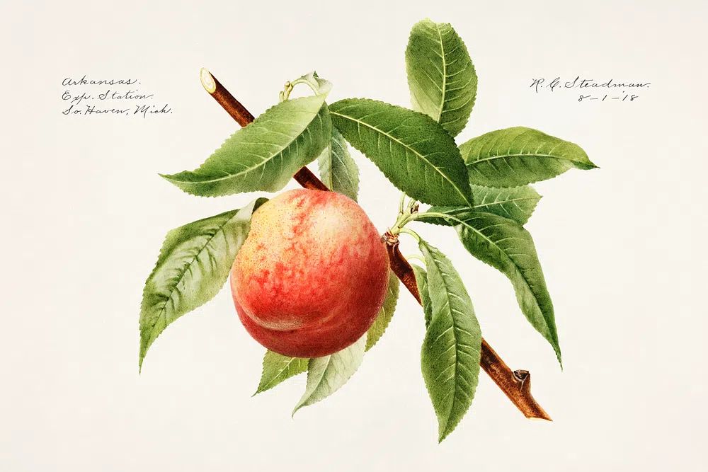 Peach bough (Prunus Persica) (1918). poster — botanical art