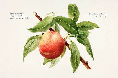 Peach bough (Prunus Persica) (1918). poster