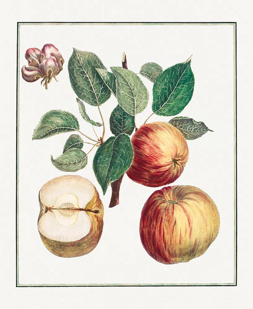 Apple Botanical Illustration Poster. poster — botanical art