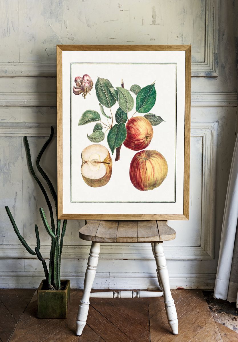 Apple Botanical Illustration Poster. room preview