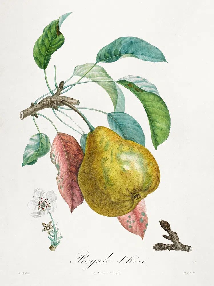 Traité des arbres fruitiers: Royal. poster — botanical art