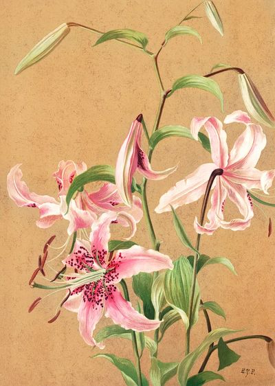 Lilies no. 5 (1886) high. poster print