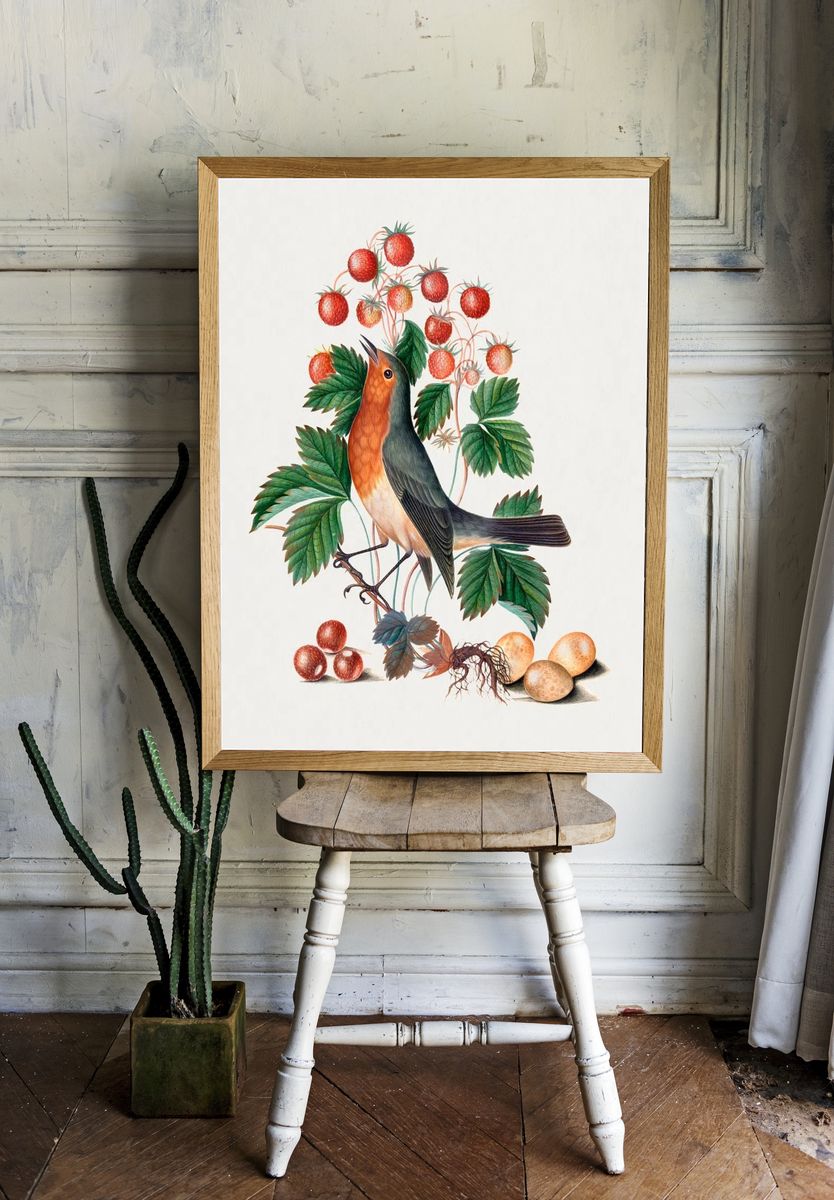 European robin wild strawberry Natural room preview