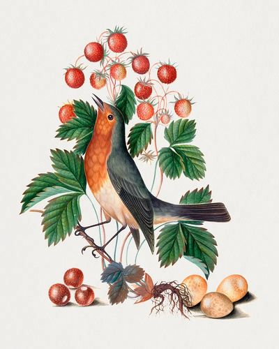 European robin wild strawberry Natural. poster