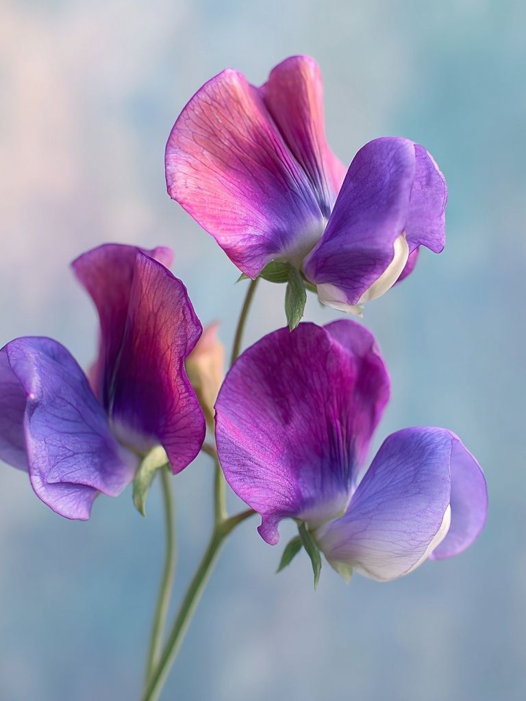 Sweet Pea Blooms Botanical Print. poster detail