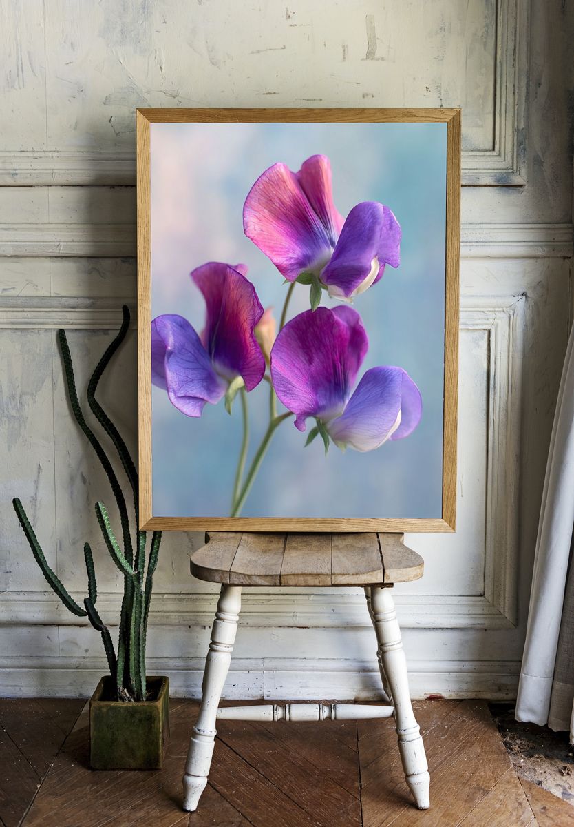 Sweet Pea Blooms Botanical Print room preview