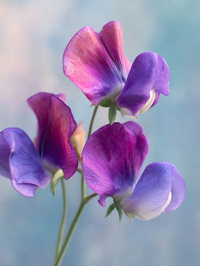 Sweet Pea Blooms Botanical Print. poster