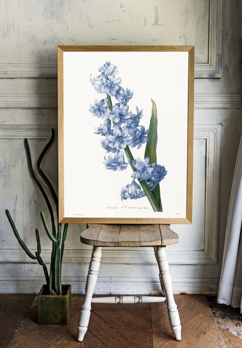 Oriental hyacinth. Blue variety (1827). room preview