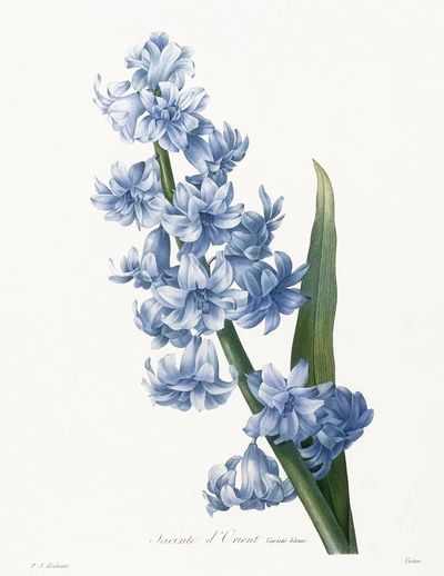 Oriental hyacinth. Blue variety (1827). poster print