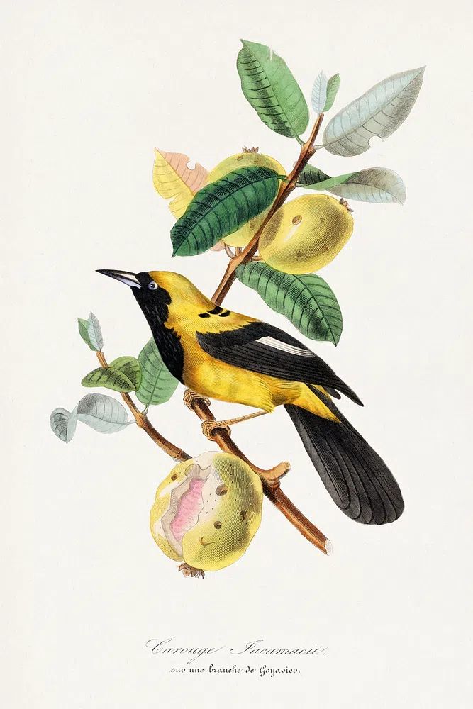 Jacamar bird painting. poster detail