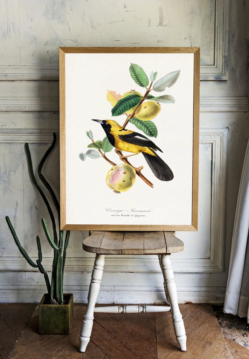 Jacamar bird painting. room preview