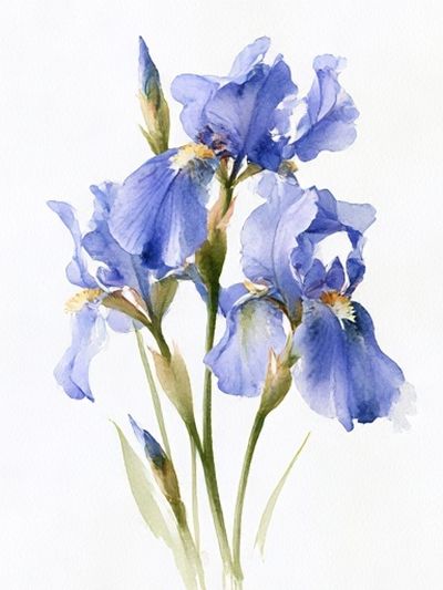 Blue Iris Botanical Print.