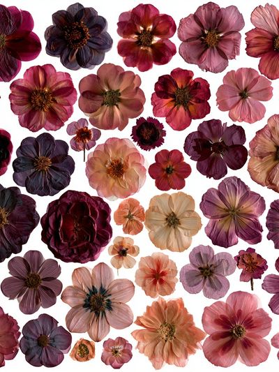 Pressed Flower Bouquet Botanical Print.