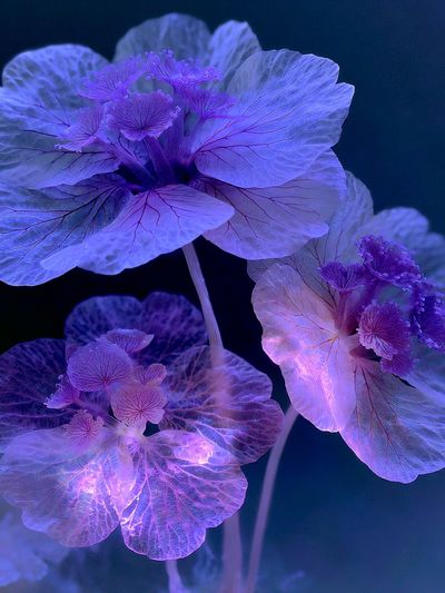 Dreamy Lotus Bloom Abstract Print. poster