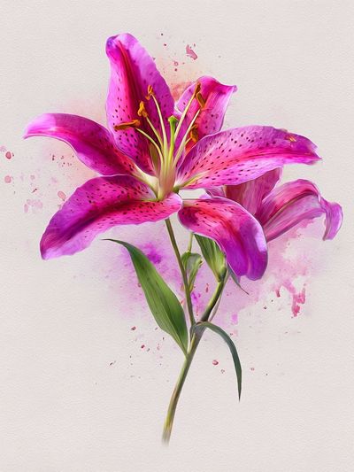 Pink Lily Watercolor Print. poster print