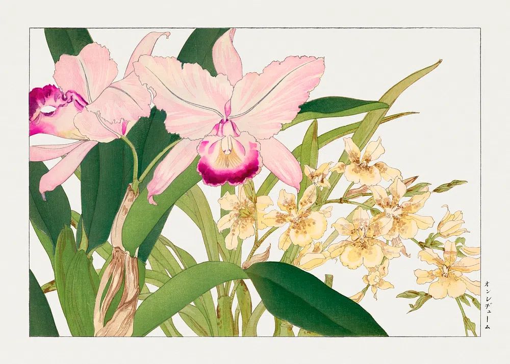 Orchid Blossom Botanical Print. poster detail