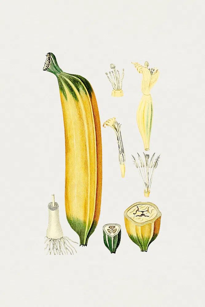 Botanical Illustration of Zucchini — Vintage Print. poster — botanical art
