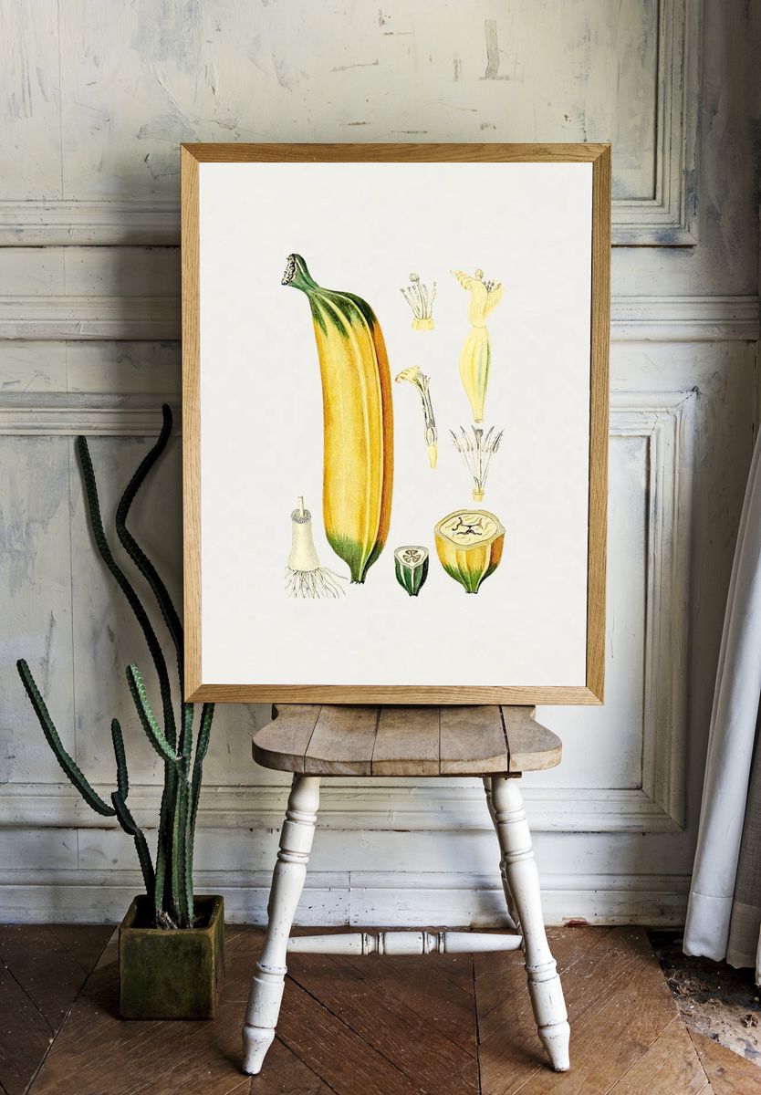 Botanical Illustration of Zucchini — Vintage Print. room preview