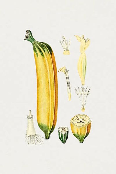 Botanical Illustration of Zucchini — Vintage Print. poster