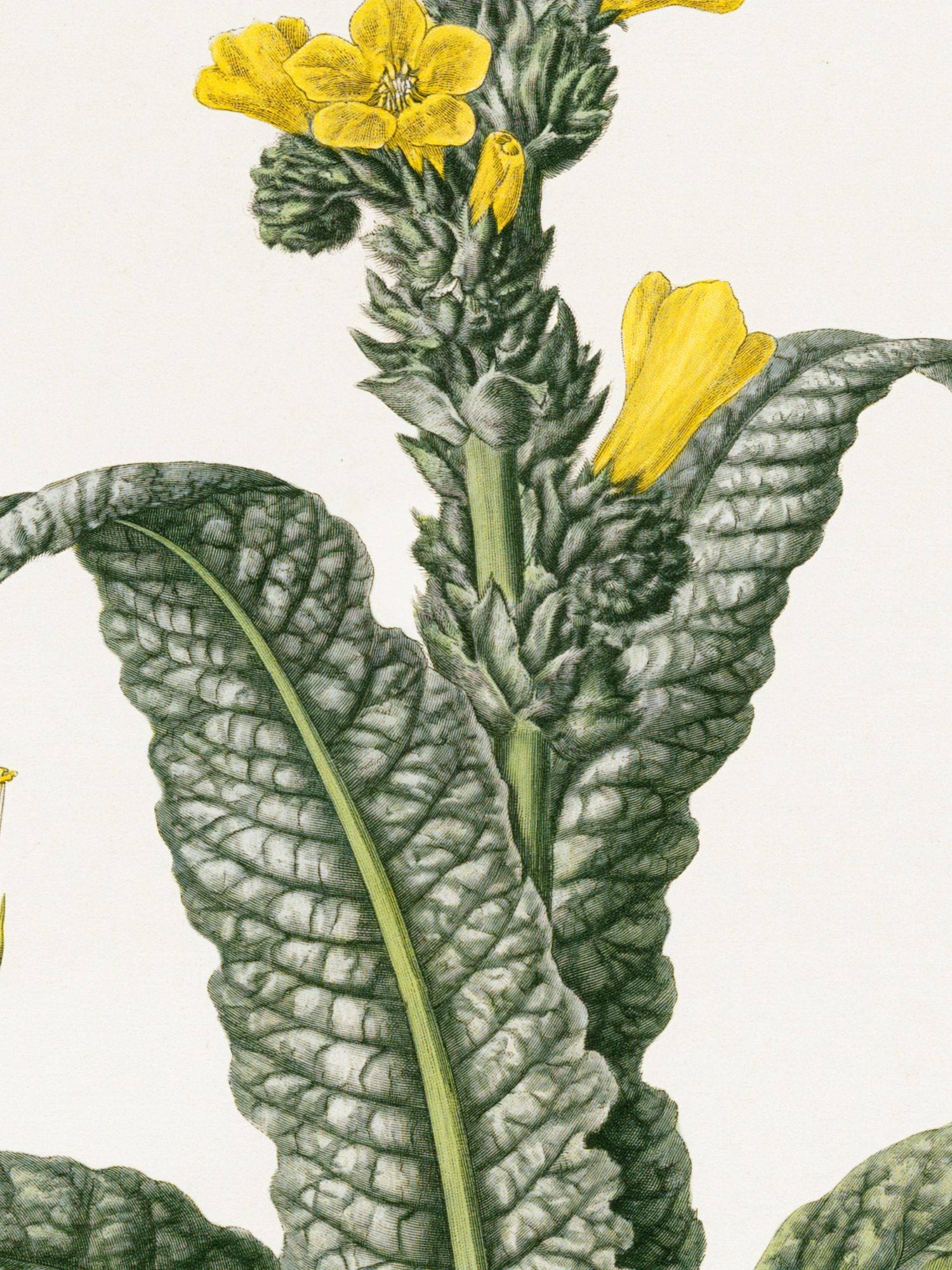 Yellow Flower Botanical Print. poster detail