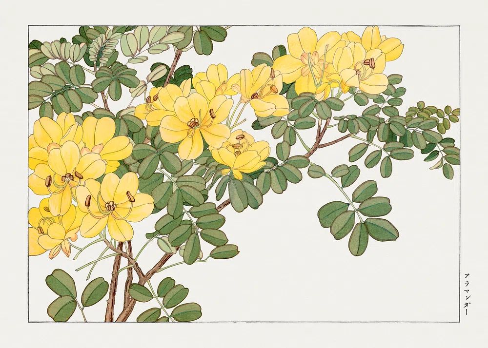 Allamanda flower, Japanese woodblock art. poster detail
