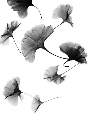 Ginkgo Leaves Black-White Print. poster