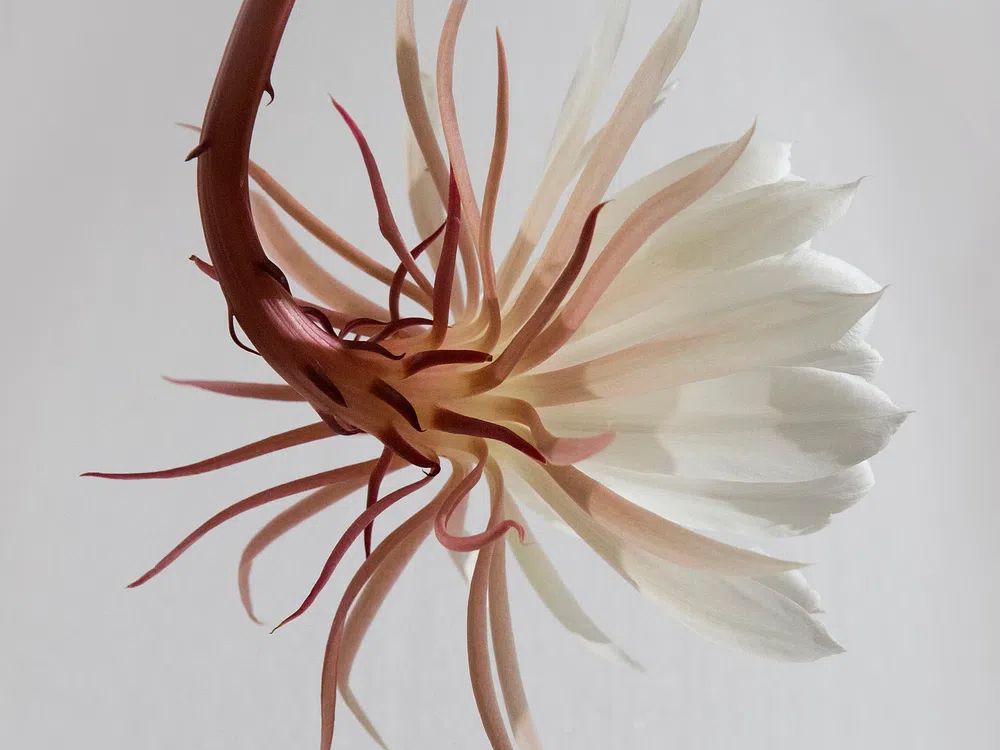 macro shot flower long white. poster detail