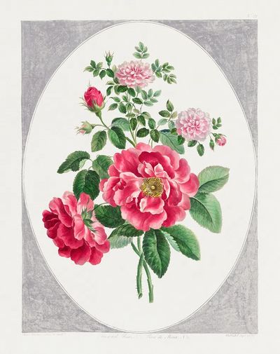 Damask Rose (1787) high resolution. poster print