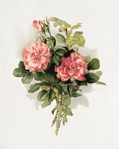 Pink Roses Botanical Print.