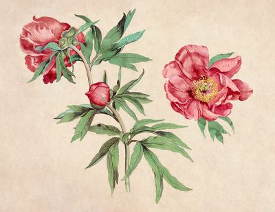 Studies Peonies (1472-1473) painting high. poster print