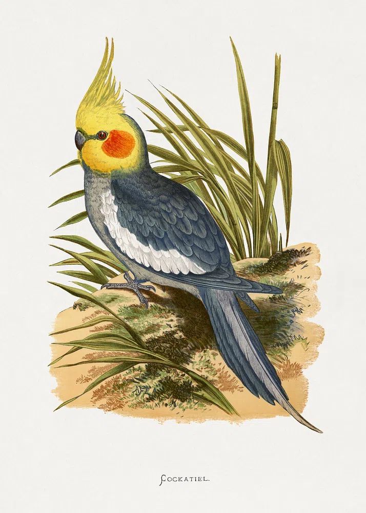 Cockatiel Botanical Illustration Poster. poster — botanical art