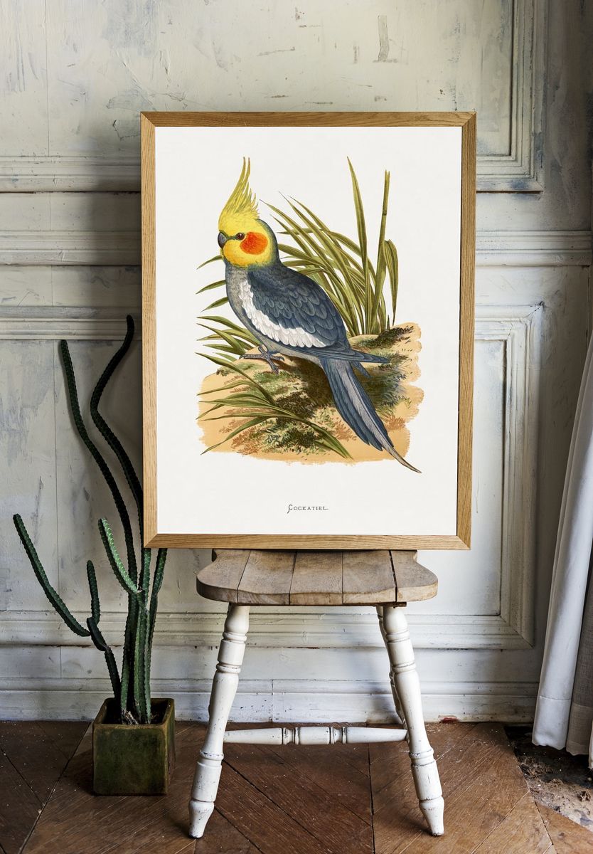 Cockatiel Botanical Illustration Poster room preview