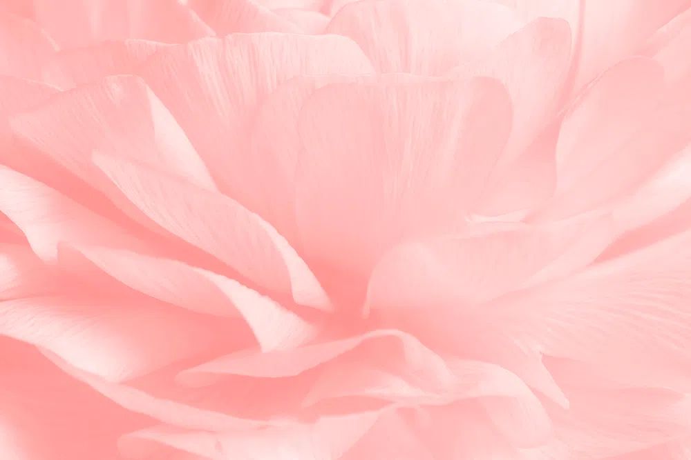 Pink ranunculus flower macro photography. poster detail