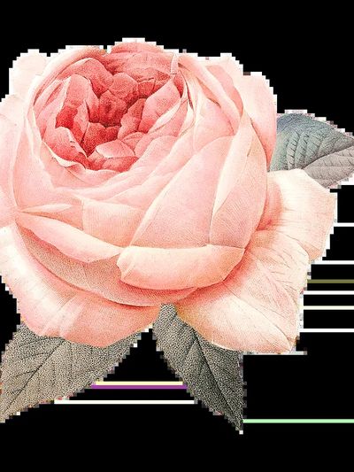 Floral Rose Border Illustration Poster.