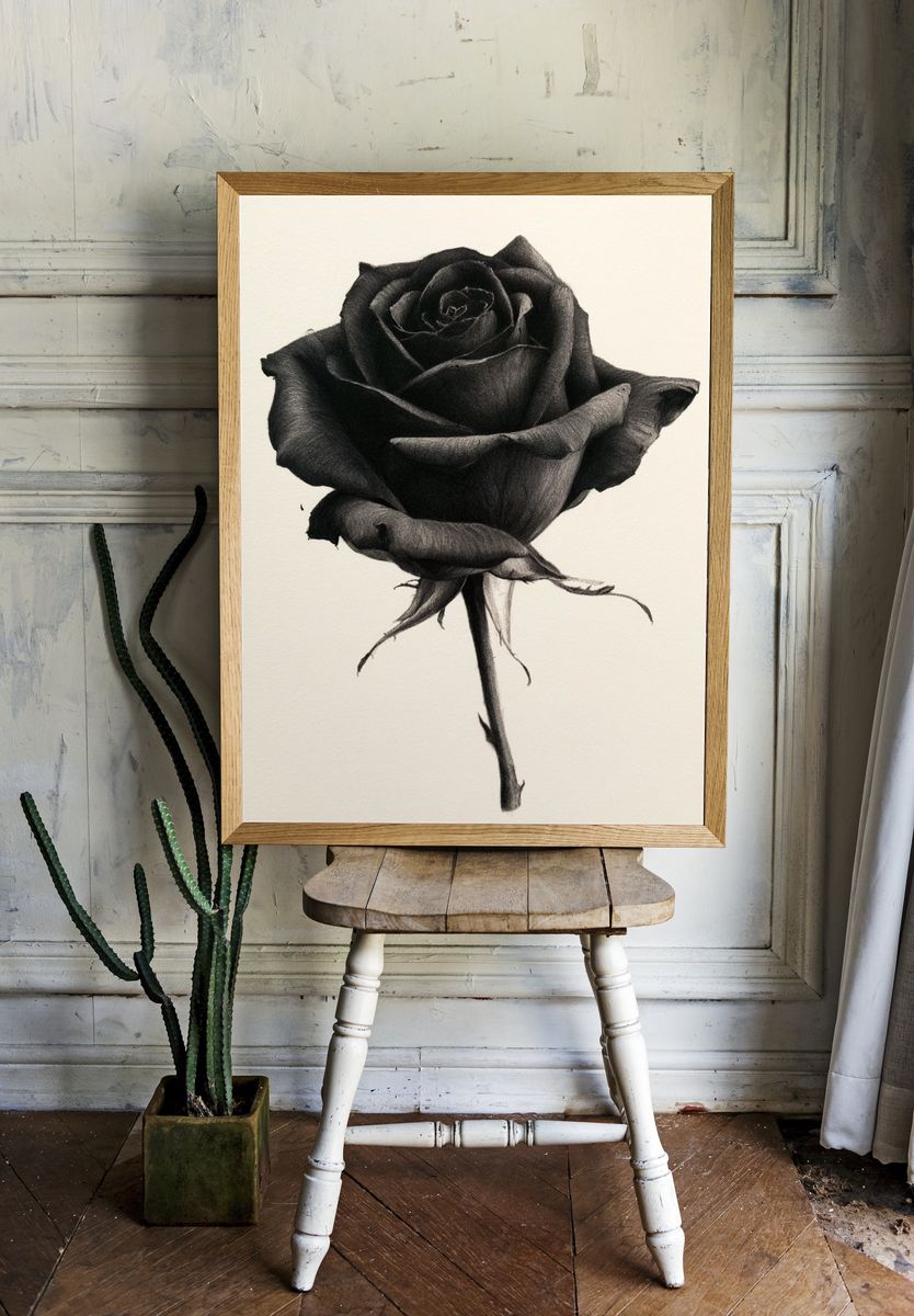 Black Rose Botanical Print. — room view 1