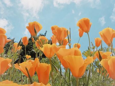 Spring background orange flowers field.