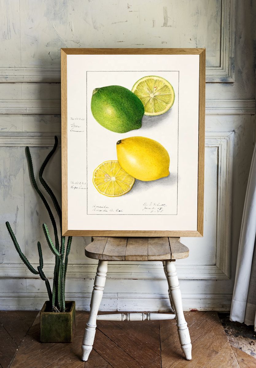 Lemons (Citrus Limon) (1908) Ellen room preview
