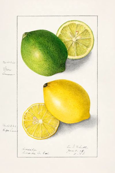 Lemons (Citrus Limon) (1908) Ellen.