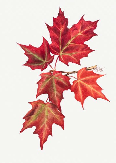 Autumn Leaves (1874) Mary Vaux. poster print