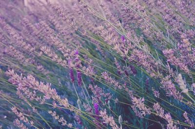 Tall lavender plants swaying wind. poster print