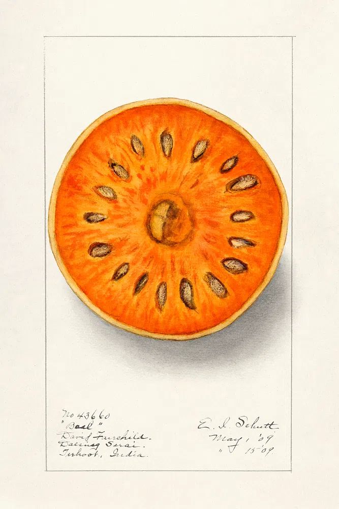 Bael (Aegle Marmelos) (1909) Ellen. poster detail