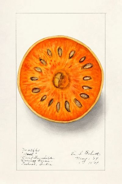 Bael (Aegle Marmelos) (1909) Ellen.