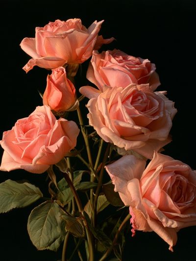 Peach Roses Botanical Print. poster