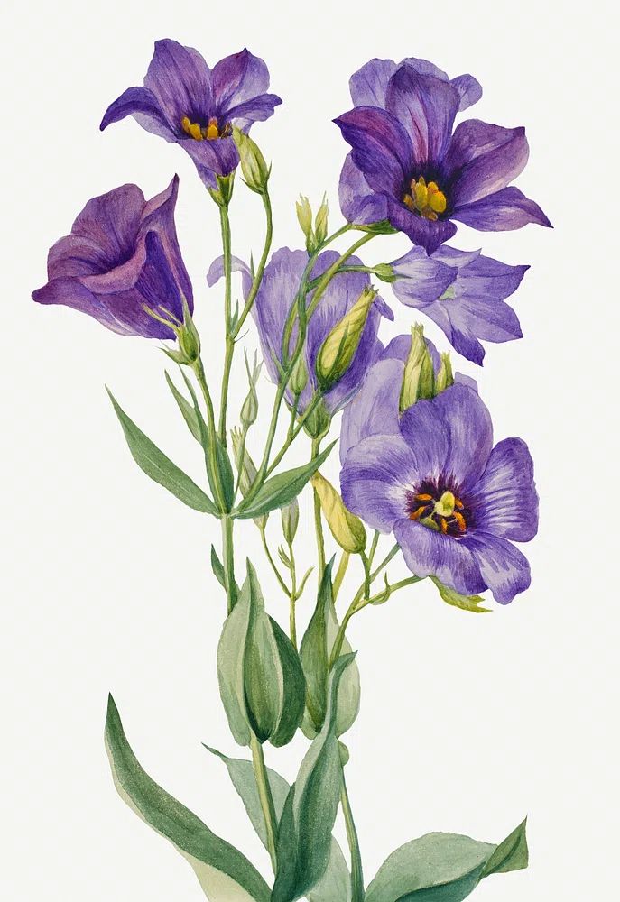 Eustoma russelianum (1930) Mary Vaux. poster detail
