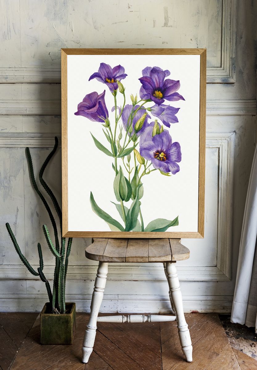 Eustoma russelianum (1930) Mary Vaux room preview