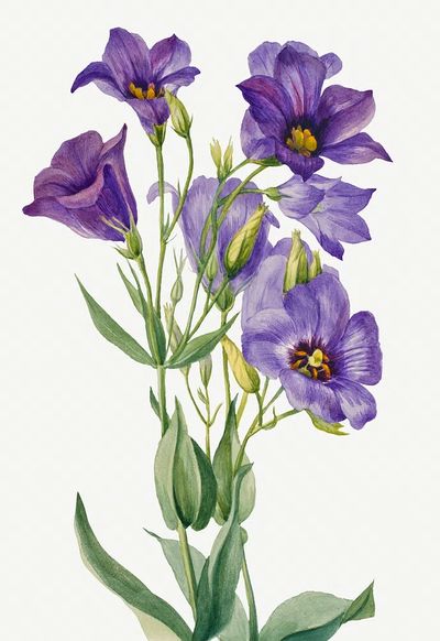 Eustoma russelianum (1930) Mary Vaux. poster print