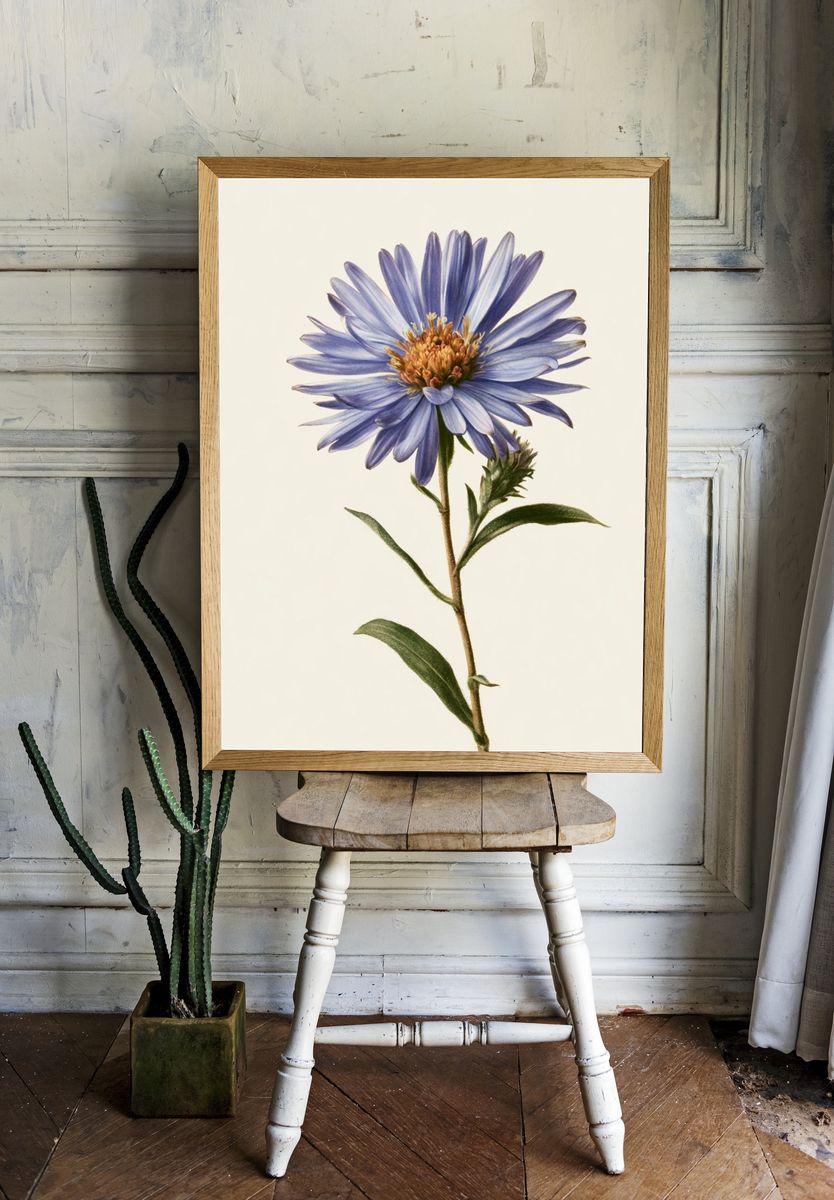 Blue Aster Botanical Print. room preview