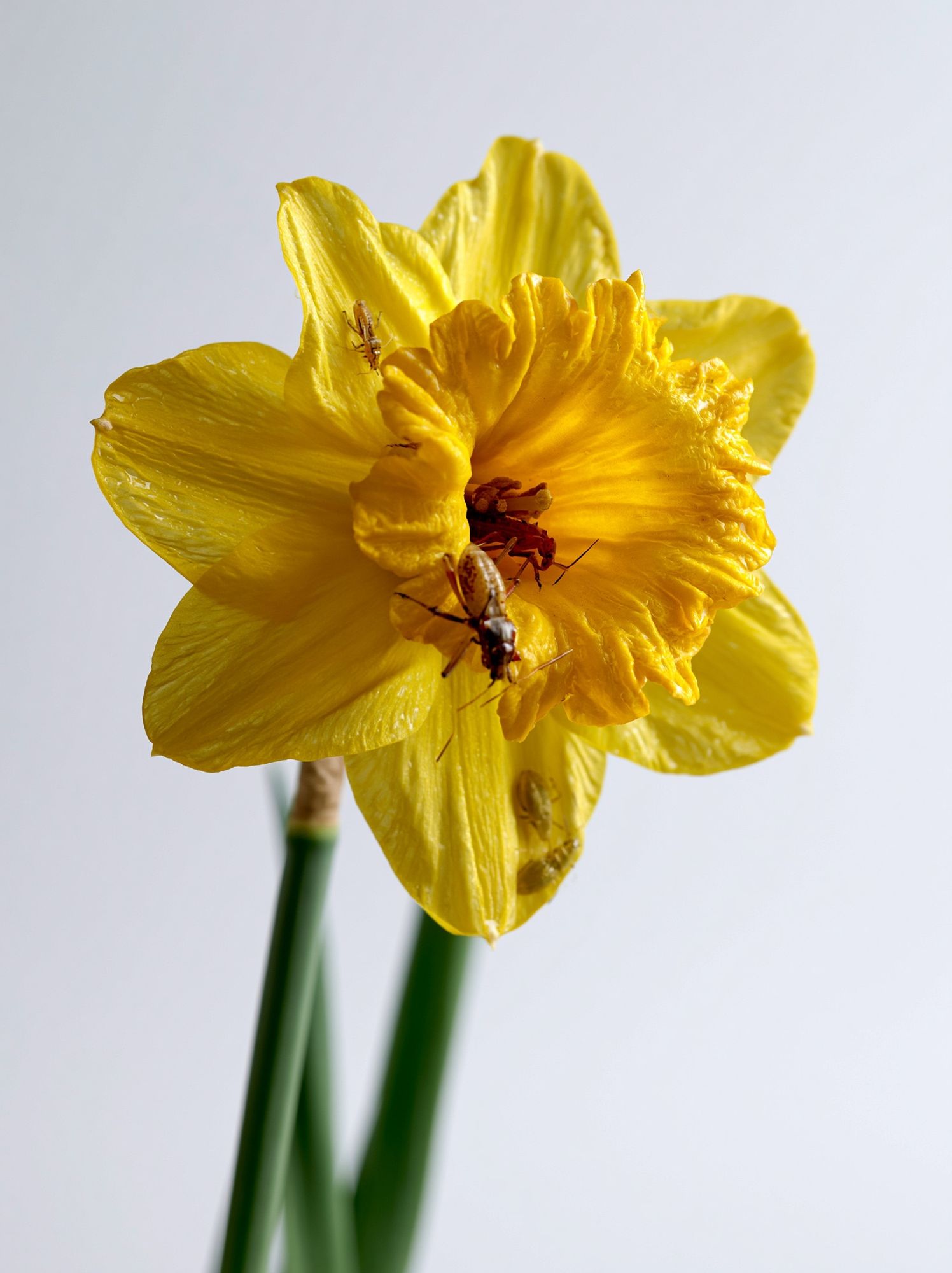Yellow Daffodil Macro Photography Poster. poster — botanical art